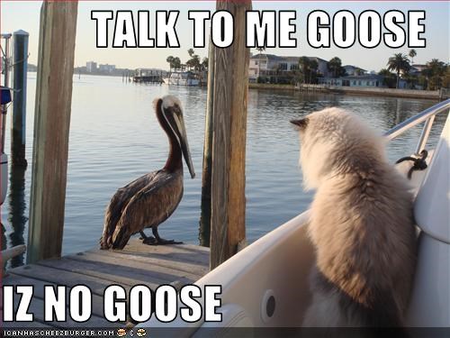 talk to me goose