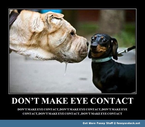 don't make eye contact