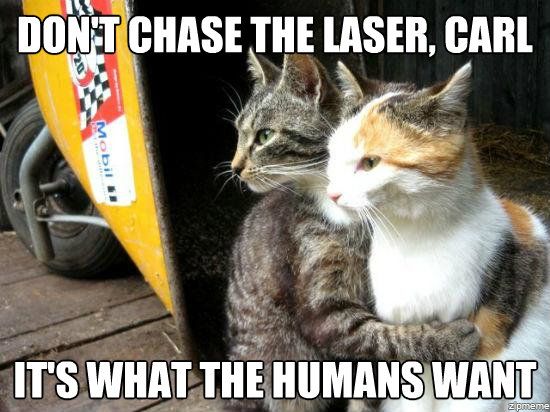 cat chase