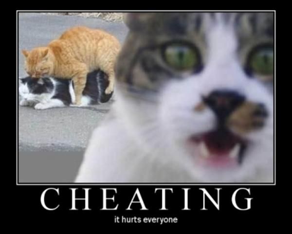 cheating cats