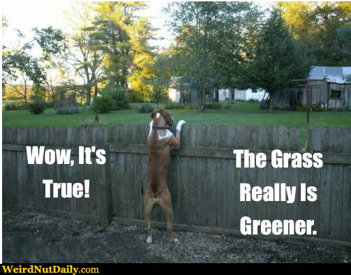 The Grass Is Greener Syndrome For Ex Boyfriends Ex Boyfriend