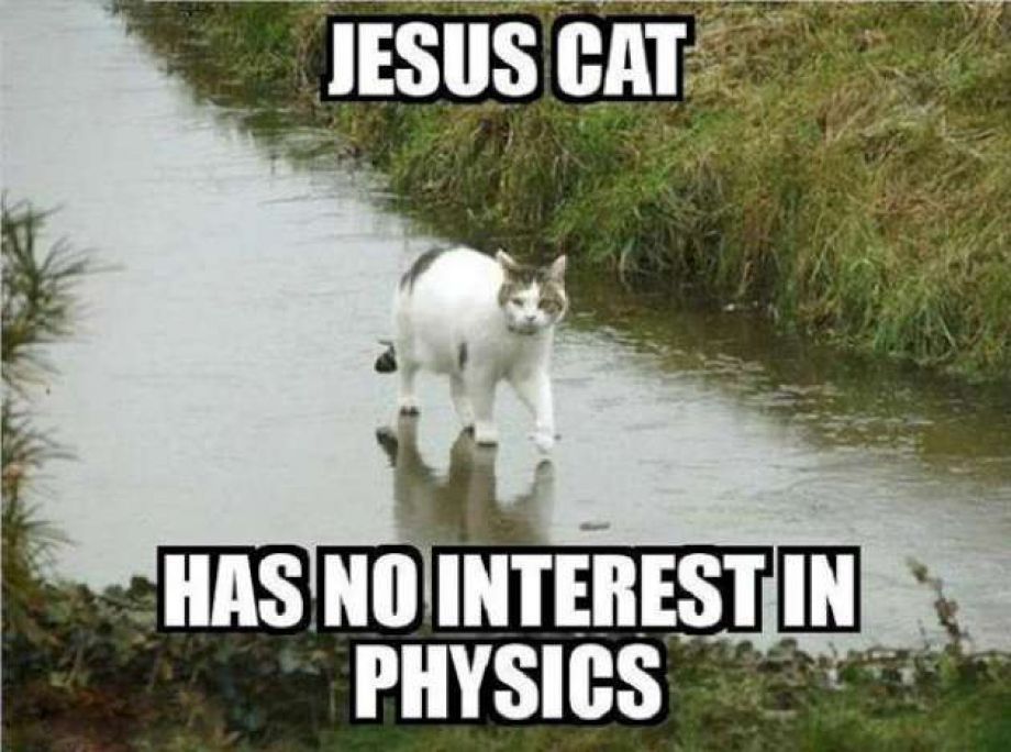 jesus cat
